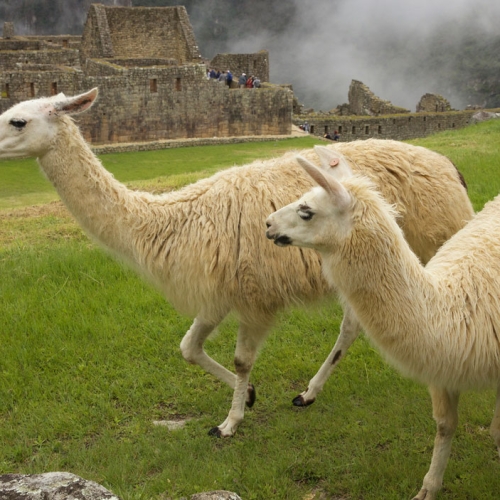 machu-picchu-5